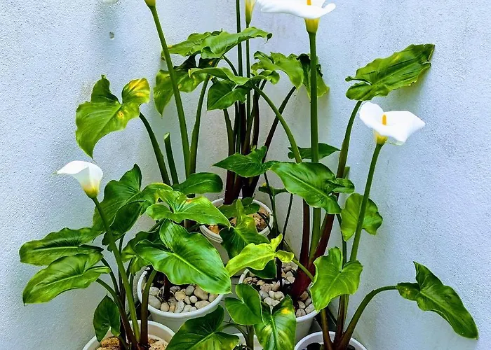 Appartement A Casa Na Foz ! West Is The !